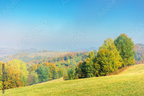early autumn countryside scenery in foggy weather. beech trees in colorful foliage on the grassy hill. wonderful bright morning background in mountains.
