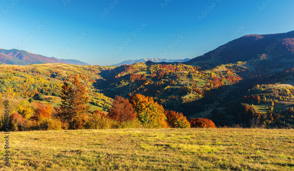 wonderful autumn afternoon in mountains. beautiful countryside landscape with trees in red foliage on rolling hills. rural area of carpathians. ridge in the distance. clear blue sky wonderful autumn afternoon in mountains. beautiful countryside landscape with trees in red foliage on rolling hills. rural area of carpathians. ridge in the distance. clear blue sky