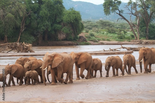 Elephants in Samburu Kenya