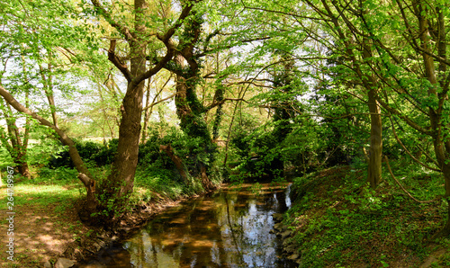 Wonderful beautiful impressive landscape: The famous landscape in the Palatinate with green beech forest and stream on a beautiful summer day / Germany in Europe.