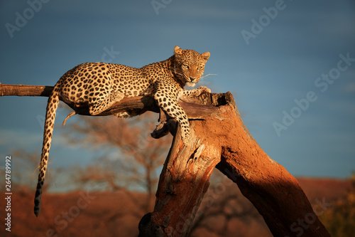 African Leopard, Panthera pardus illuminated by beautiful light, female, resting on a dead tree, staring directly at camera against dark sky. Animal action scene.  Wildlife photography in Namibia. photo