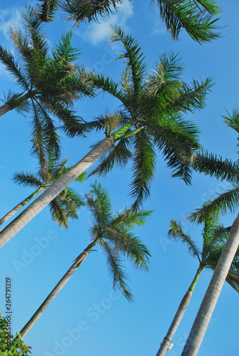 Coconut photo