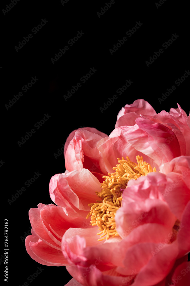 Pink peony flowers in bloom bouquet on a black background on a floral studio still Pink peony flowers in bloom bouquet on a black background on a floral studio still