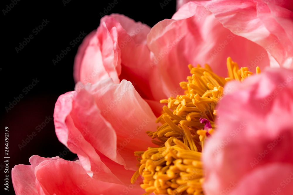 Pink peony flowers in bloom bouquet on a black background on a floral studio still Pink peony flowers in bloom bouquet on a black background on a floral studio still
