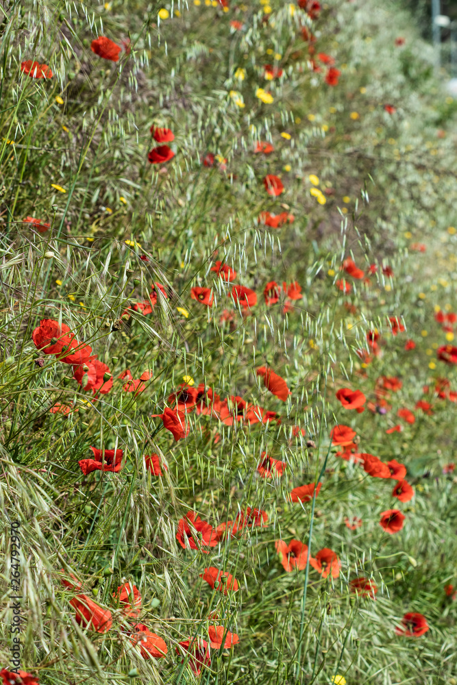 Red poppy flowers in bloom on a green grass landscape