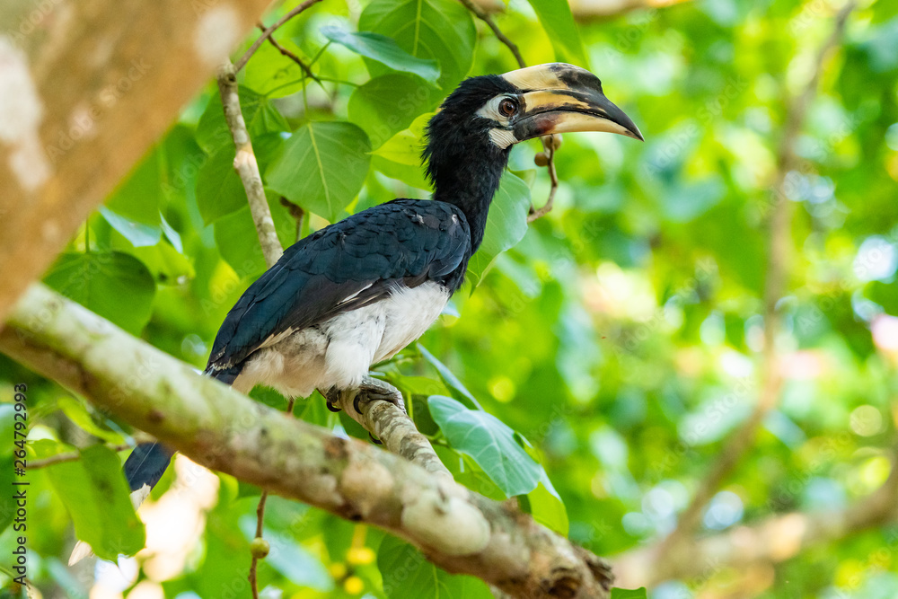 Female Oriental Pied Hornbill perching on Bo tree perch feeding on its fruit