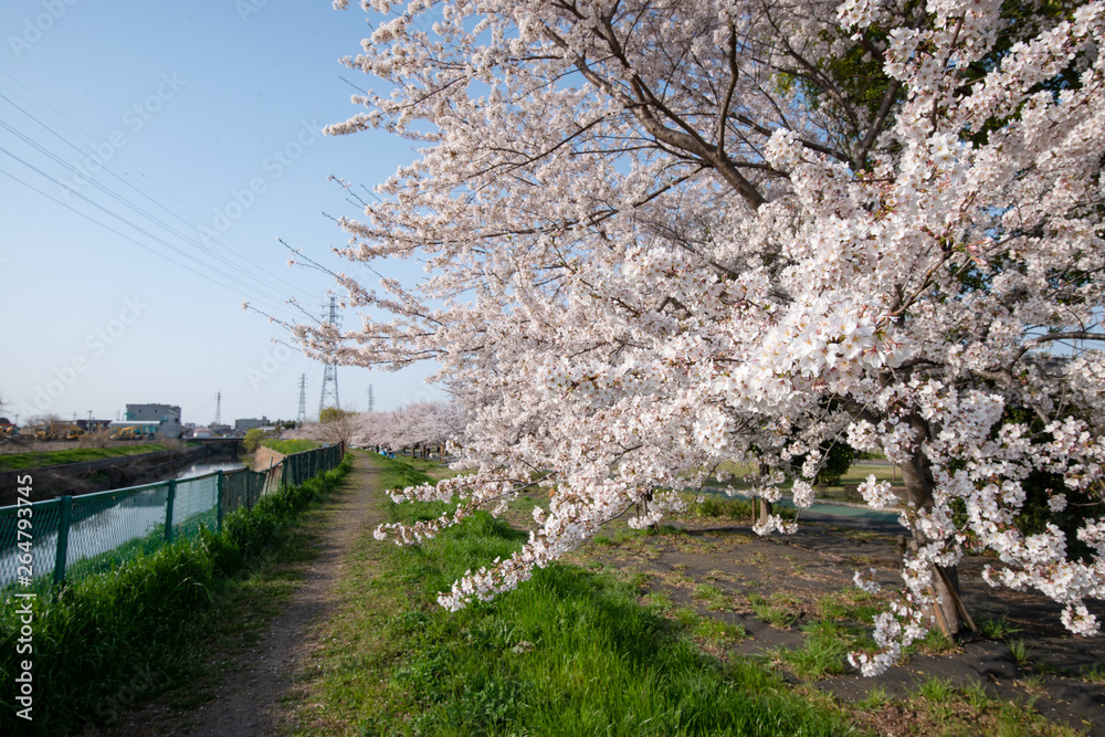 桜並木