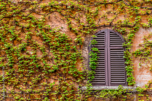 Window with closed shutters in the vine-shrouded wall © EnginKorkmaz