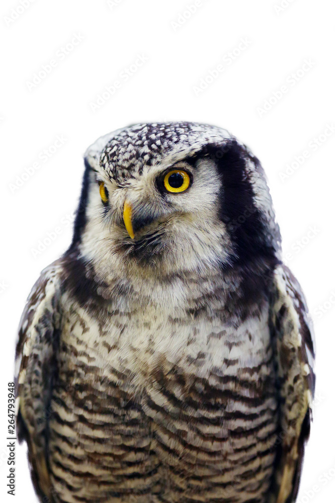 Fototapeta premium The northern hawk-owl (Surnia ulula) , isolated. Portrait of the owl with white background.