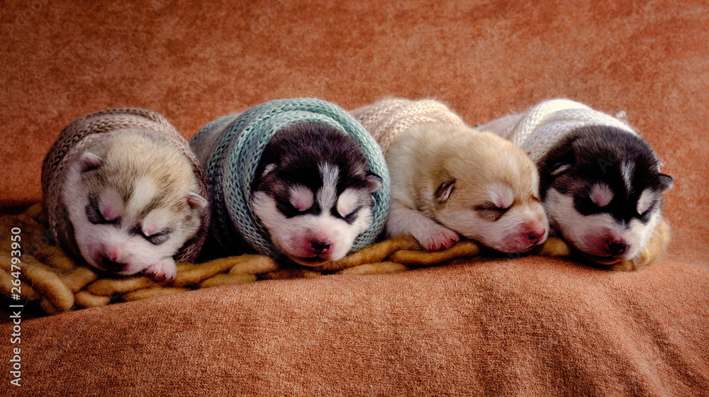 Newborn Siberian Husky puppies shot in newborn style Stock Photo | Adobe  Stock