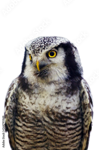 The northern hawk-owl  Surnia ulula    isolated. Portrait of the owl with white background.