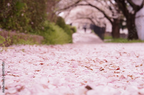 残堀川の遊歩道一面に積もる桜の花びら