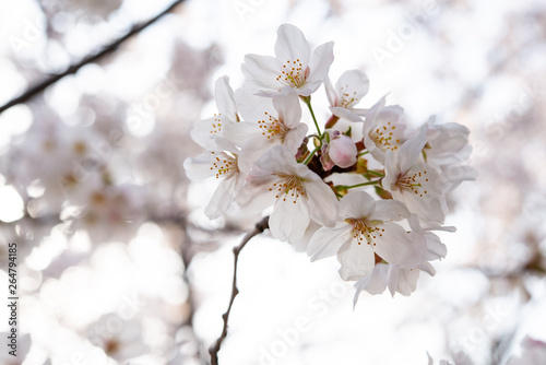 桜