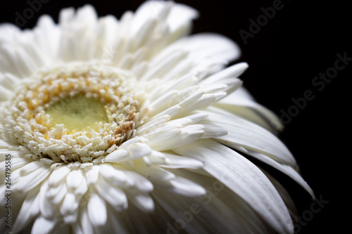 Gerbera
