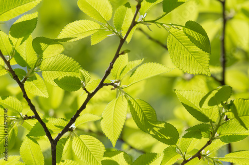close up of green foliage on tree at spring
