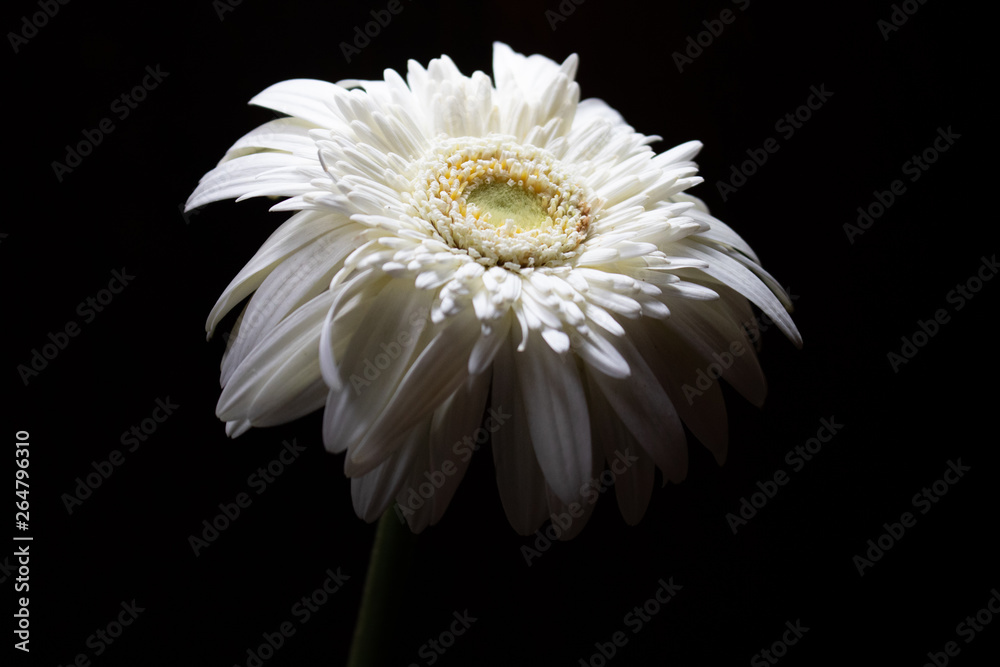 Gerbera