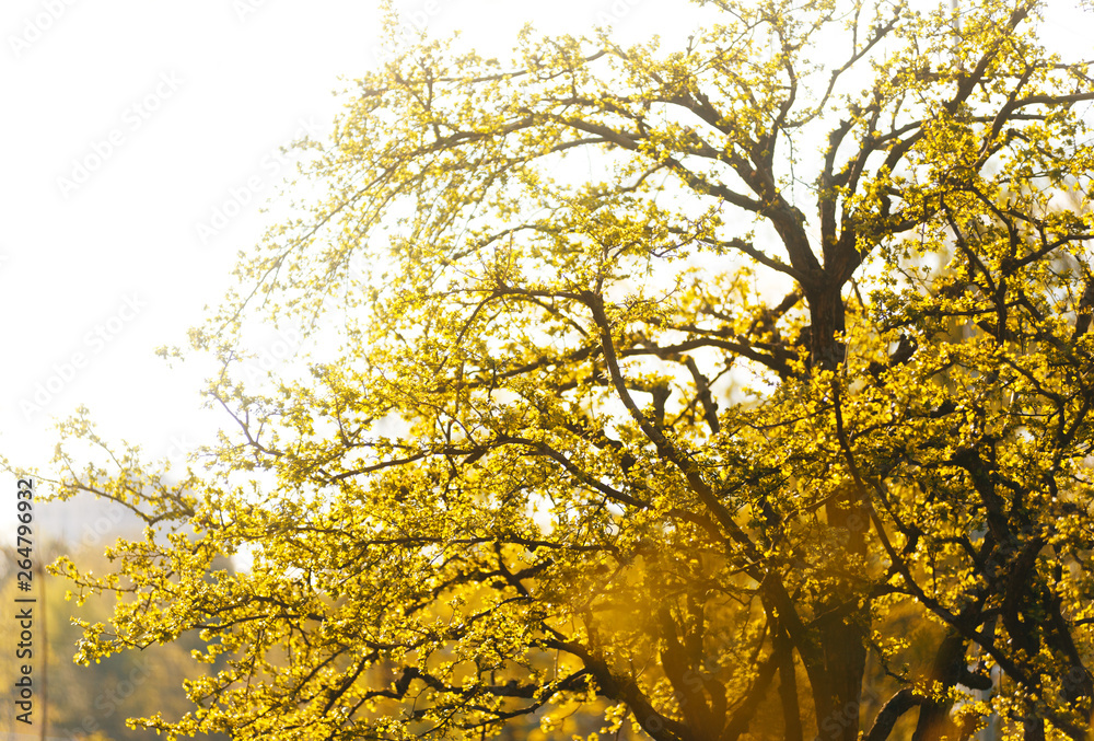 Fototapeta premium Fresh green in the sunlight. Spring tree. Outdoors.