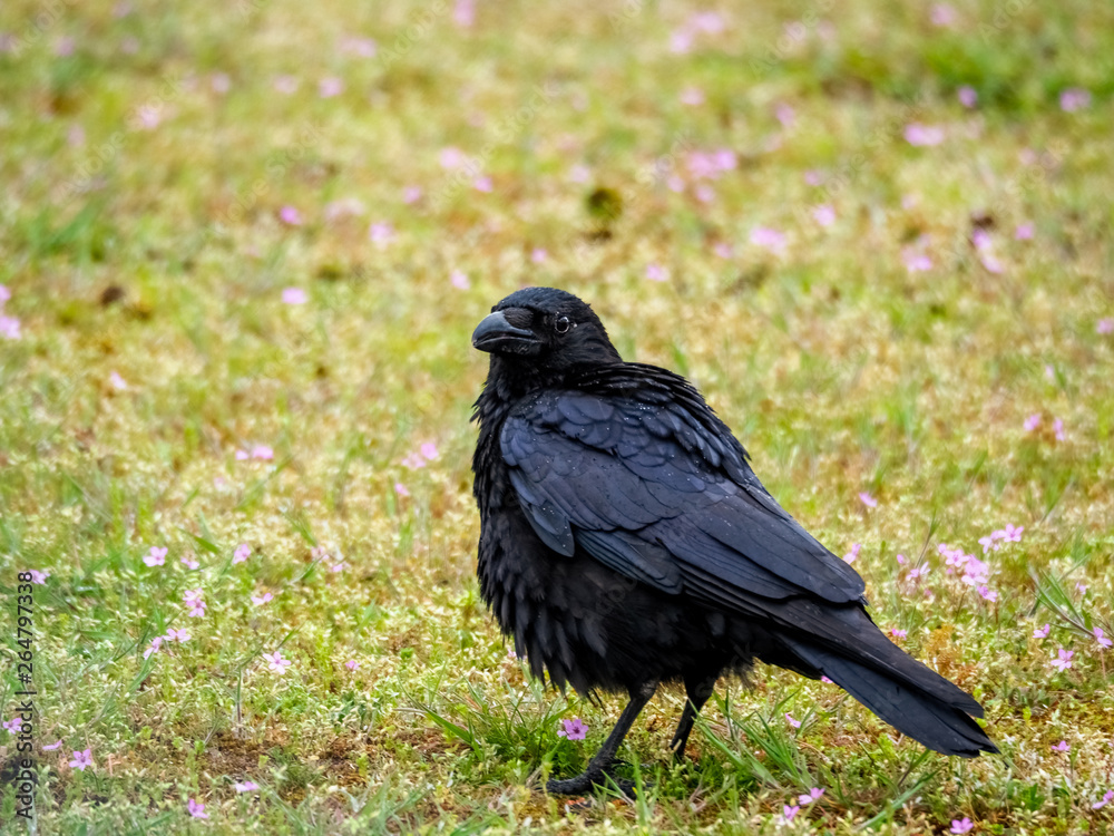 Rabe schaut sich nach Futter um im Regen auf einer Wiese Rabe schaut sich nach Futter um im Regen auf einer Wiese