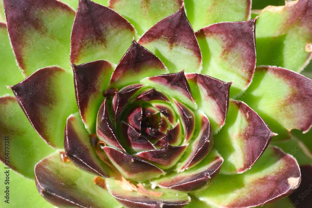 Common houseleek, Sempervivum tectorum, close up. Houseleek background Common houseleek, Sempervivum tectorum, close up. Houseleek background