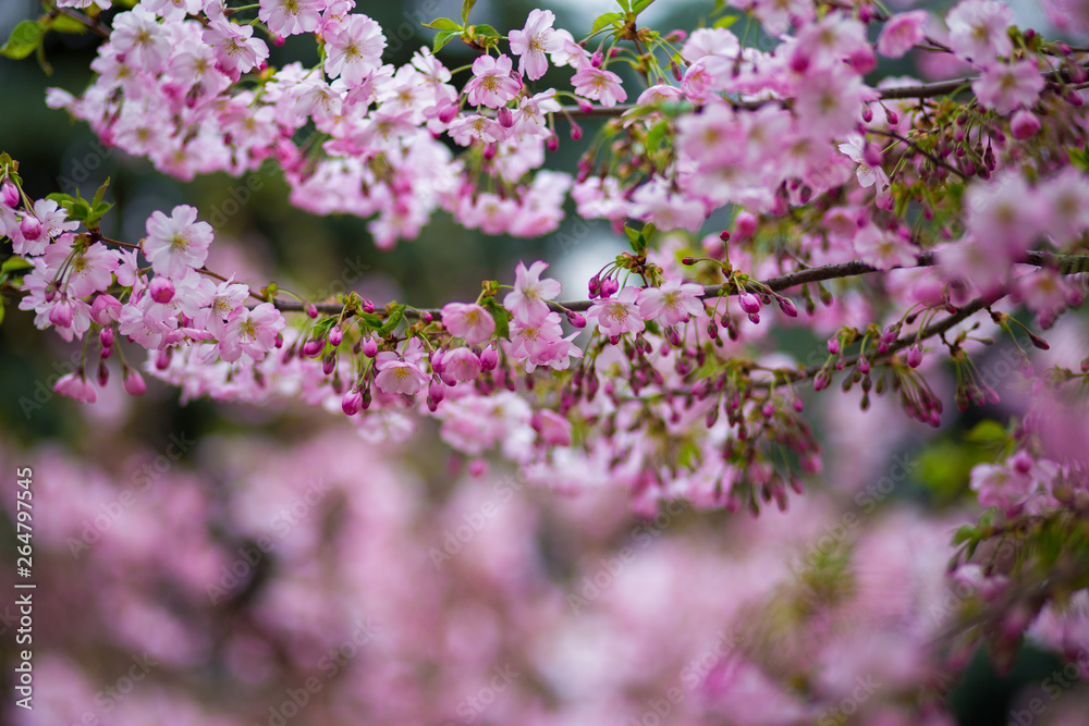 Japanese cherry blossoms in refreshing spring sunshine Japanese cherry blossoms in refreshing spring sunshine