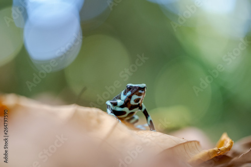 Green-and-black poison dart frog (Dendrobates auratus) photo