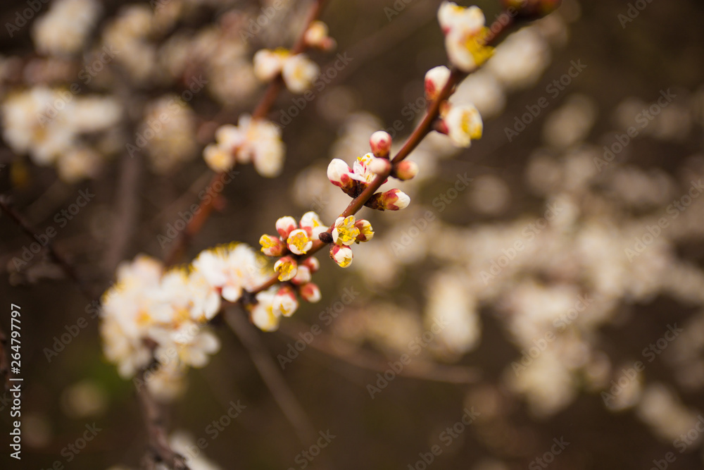 Background of beautiful Cherry blossom flowers