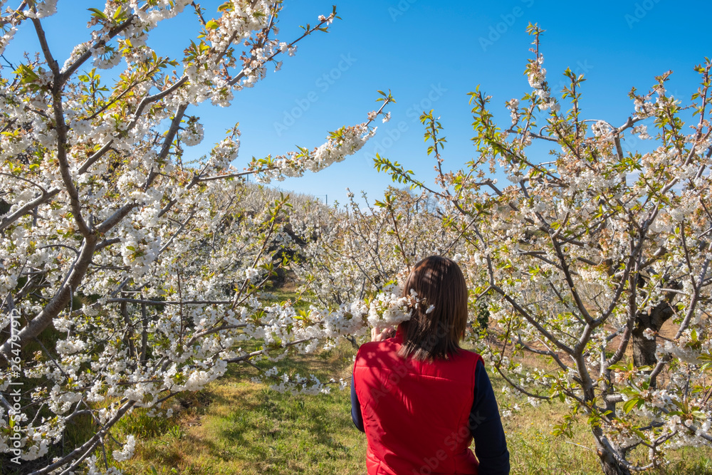 Girl watching the landscape with cherry blossoms trees, Fundao, Portugal