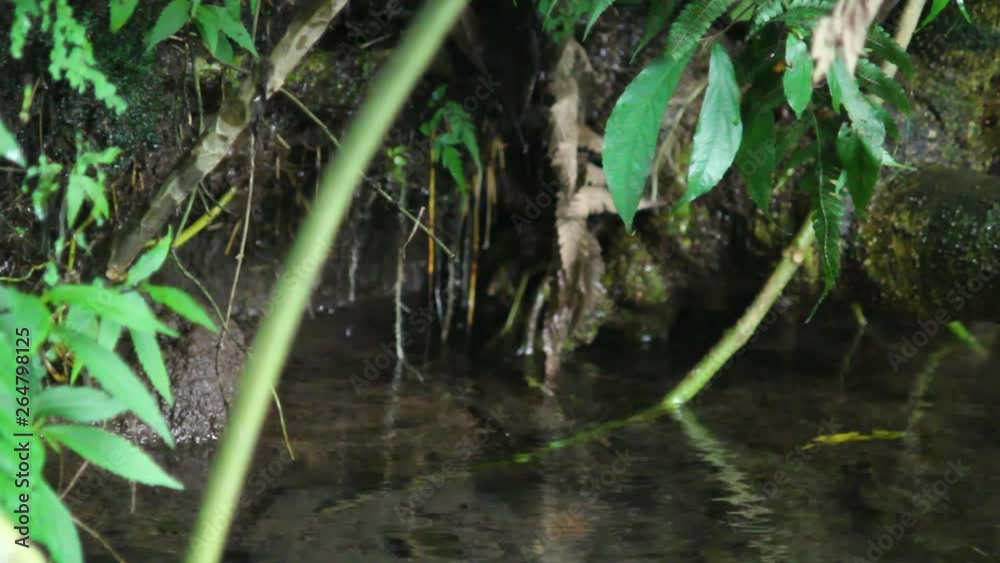 Dew drops from roots into clear water pond Dew drops from roots into clear water pond