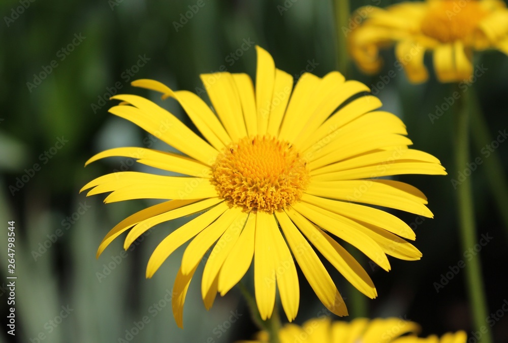 yellow flower on green background of grass yellow flower on green background of grass