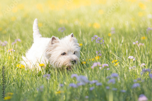 West Highland Terrier im Frühling