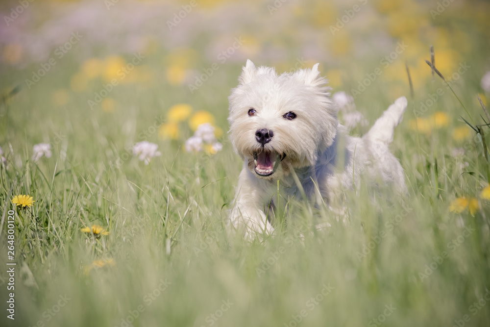 West Highland Terrier im Frühling West Highland Terrier im Frühling