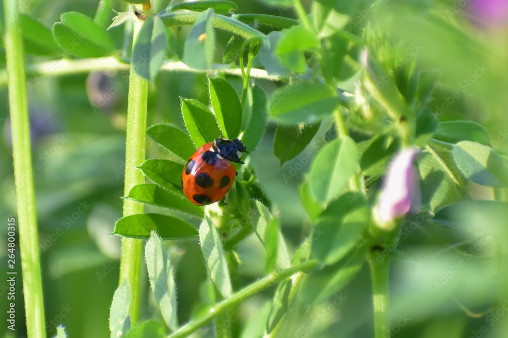 Ladybug on green leaf(1-1) Ladybug on green leaf(1-1)