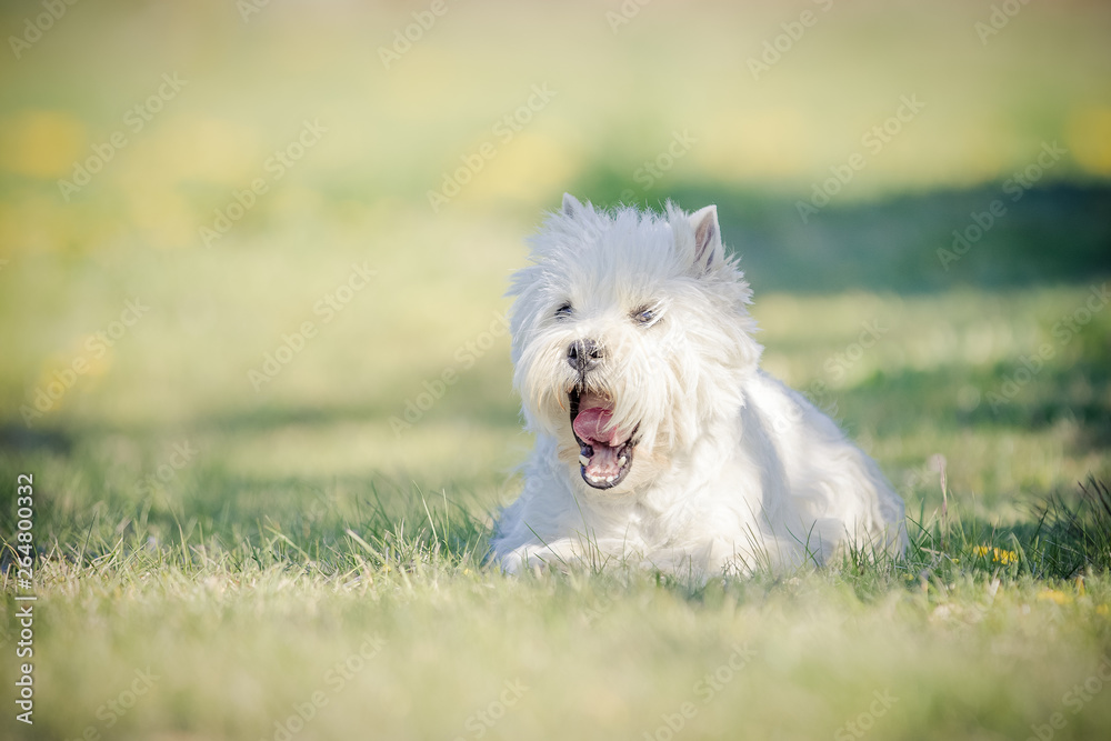 West Highland Terrier im Frühling West Highland Terrier im Frühling