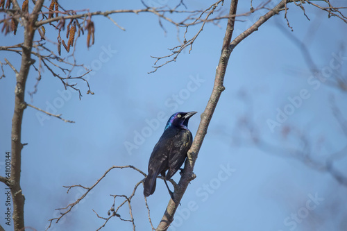 Common grackle (Quiscalus quiscula) Northern bird migrating from the southeast US to the north Wisconsin.