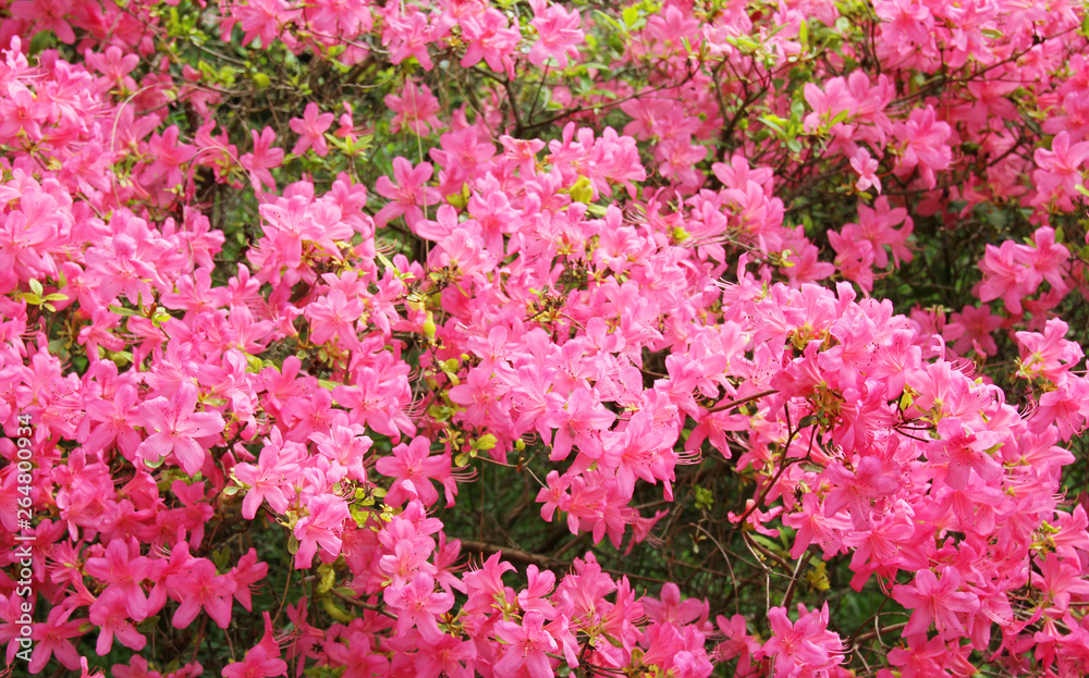 Obraz premium Beautiful pink azalea flower background.