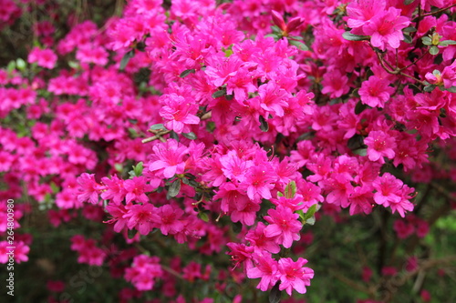 Beautiful pink azalea flower background.