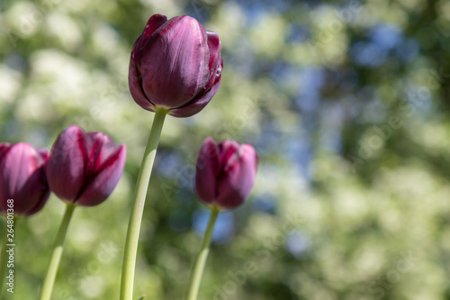 Schulgarten im Frühling