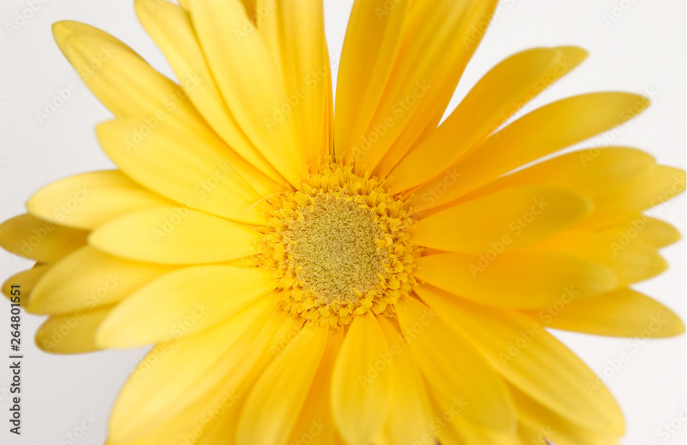 yellow daisy on a light background, close-up yellow daisy on a light background, close-up