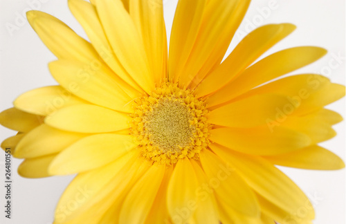 yellow daisy on a light background, close-up