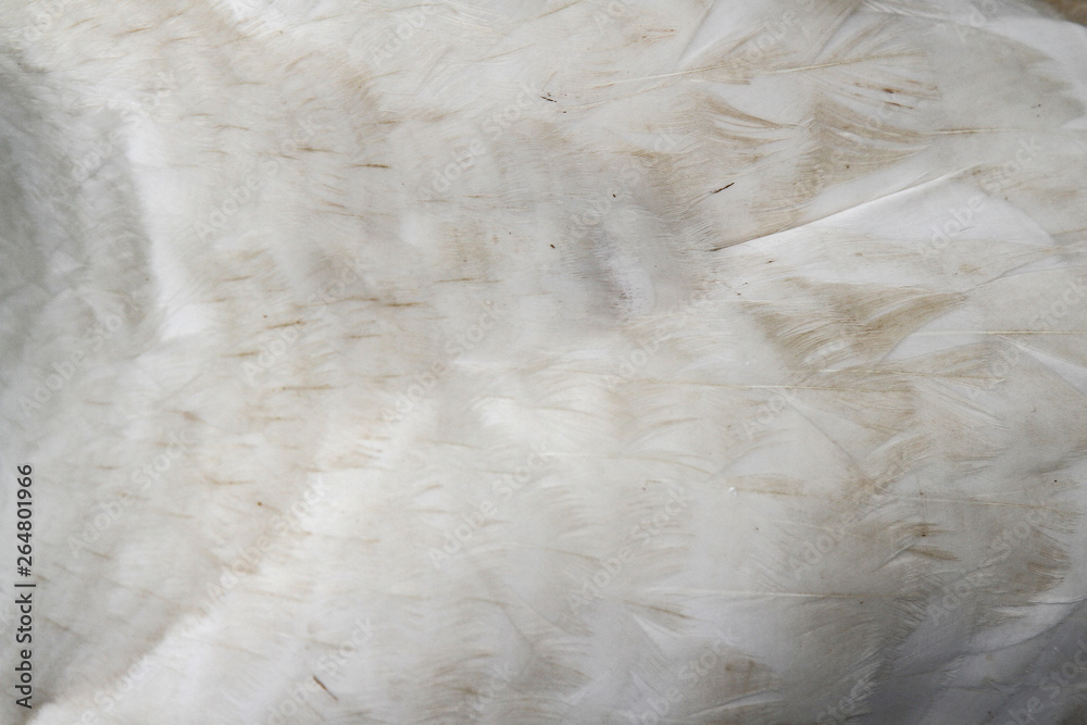 Obraz premium close up feather goose for background