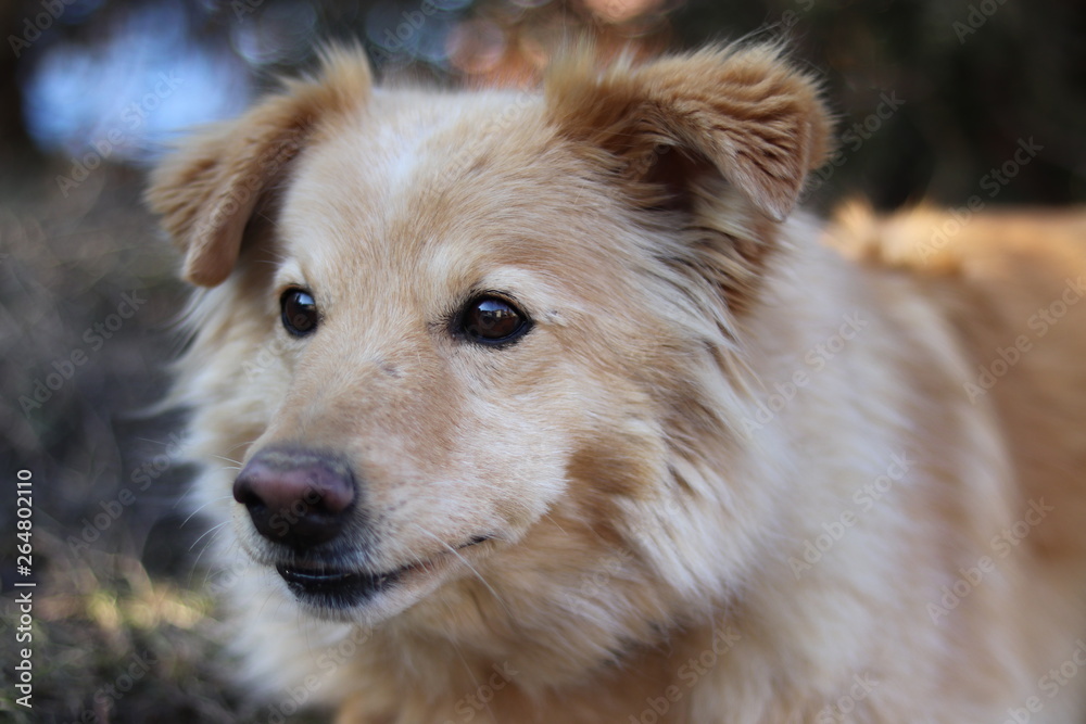 Handsome Golden Retriever crossbreed portrait.. Handsome Golden Retriever crossbreed portrait..