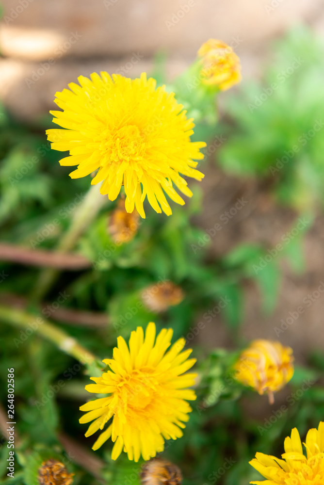 Blooming yellow dandelions in spring. Blooming yellow dandelions in spring.