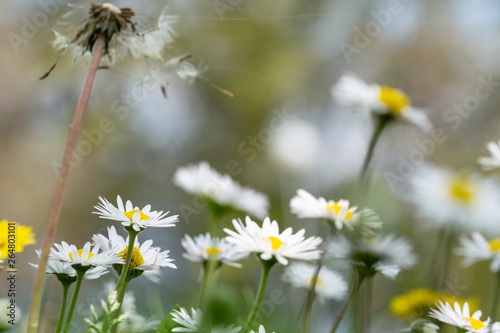 Close-up on daisies in a meadow on a background of blue sky.