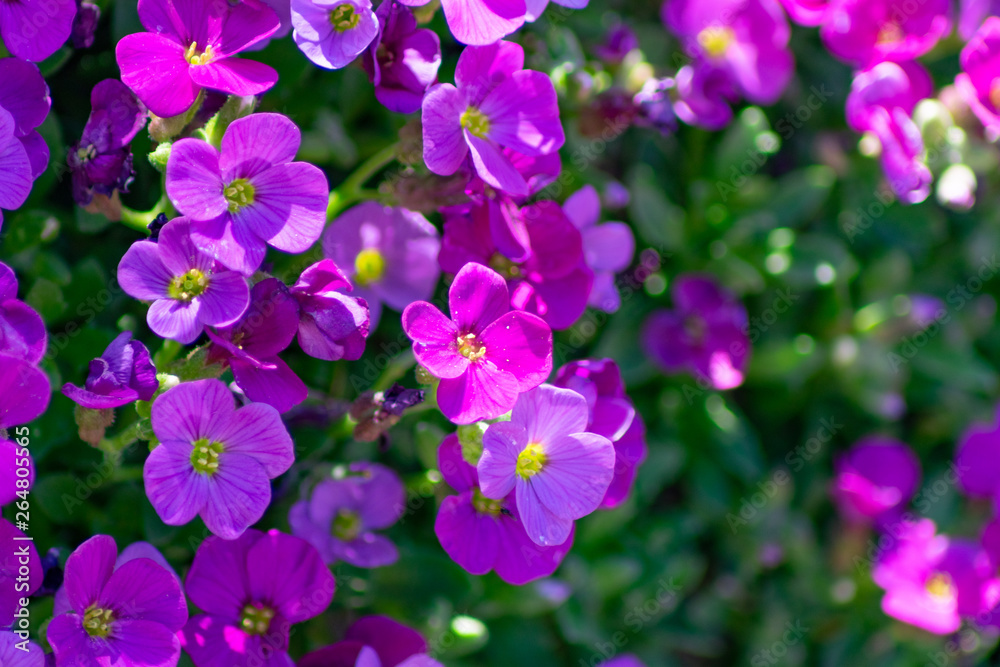 Purple spring flowers in a garden. Beautiful purple flowers.