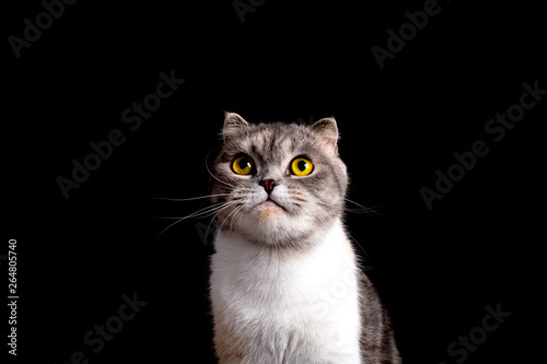 Close up portrait of purebred scottish fold cat looking up
