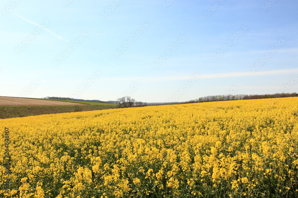Hillside rapeseed crops flowering in springtime in the English countryside
