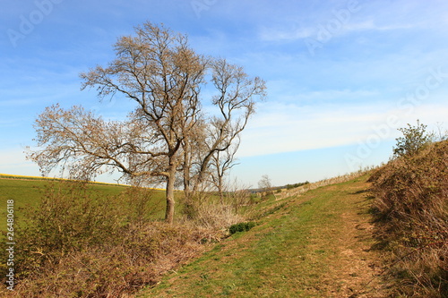 English landscape with Ash trees in Springtime on the Yorkshire wolds
