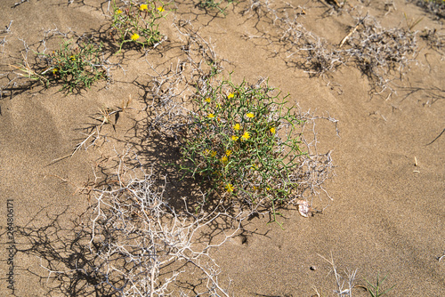Launaea arborescens in Lanzarote island. Yellow flowers of Launaea arborescens plant by sea