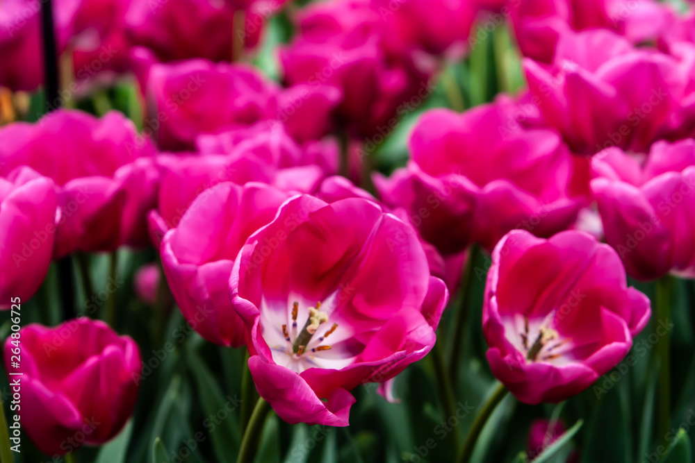 Beautiful pink tulips in sunny weather in Holland