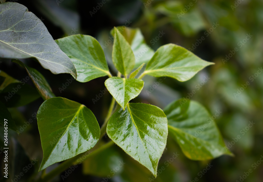 Obraz premium junger Efeu